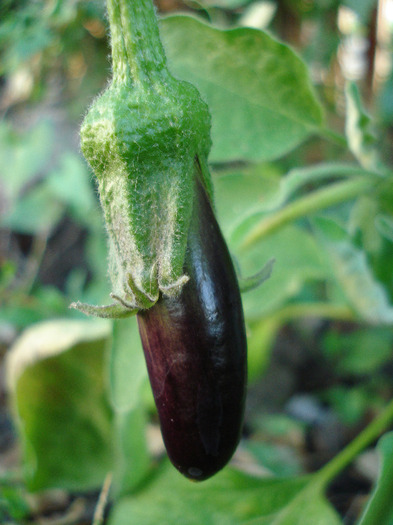 Eggplant Early Purple (2011, July 14) - Eggplants Early Purple