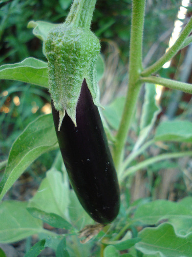 Eggplant Early Purple (2011, July 14) - Eggplants Early Purple