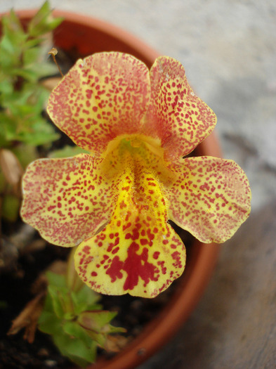 Mimulus_Monkey Flower (2011, Jul.10)