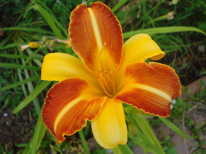 Hemerocallis Frans Hals (2011, July 10)