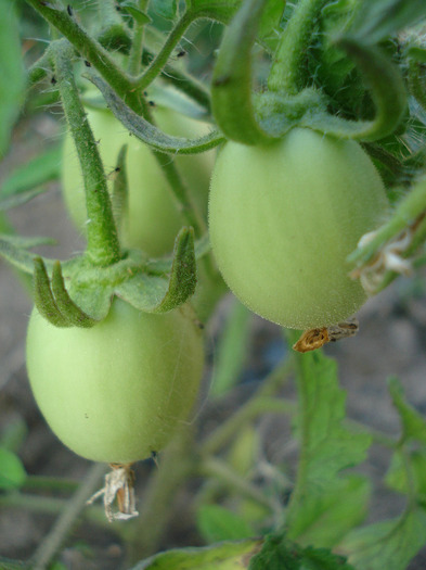 Tomato Campbell (2011, July 10) - Tomato Campbell