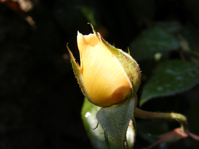 Rosemary Harkness; Theahybrid,floare medie,orange-roz,35 petale,parfum puternic(4 din 5 puncte),dulce,h o,75-1m
