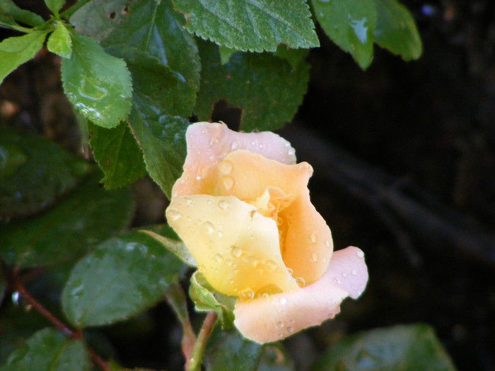 Rosemary Harkness; Theahybrid,floare medie,orange-roz,35 petale,parfum puternic(4 din 5 puncte),dulce,h o,75-1m

