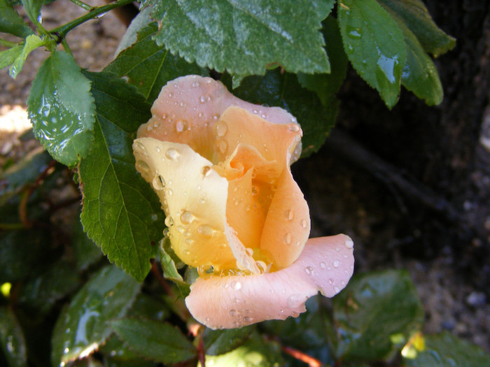 Rosemary Harkness; Theahybrid,floare medie,orange-roz,35 petale,parfum puternic(4 din 5 puncte),dulce,h o,75-1m

