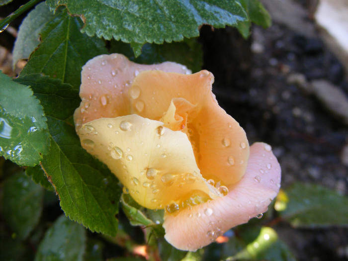 Rosemary Harkness; Theahybrid,floare medie,orange-roz,35 petale,parfum puternic(4 din 5 puncte),dulce,h o,75-1m
