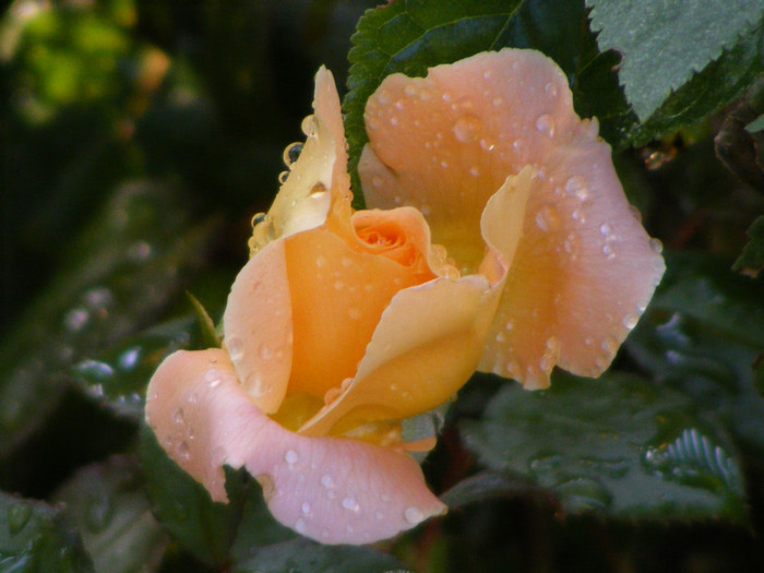 Rosemary Harkness; Theahybrid,floare medie,orange-roz,35 petale,parfum puternic(4 din 5 puncte),dulce,h o,75-1m
