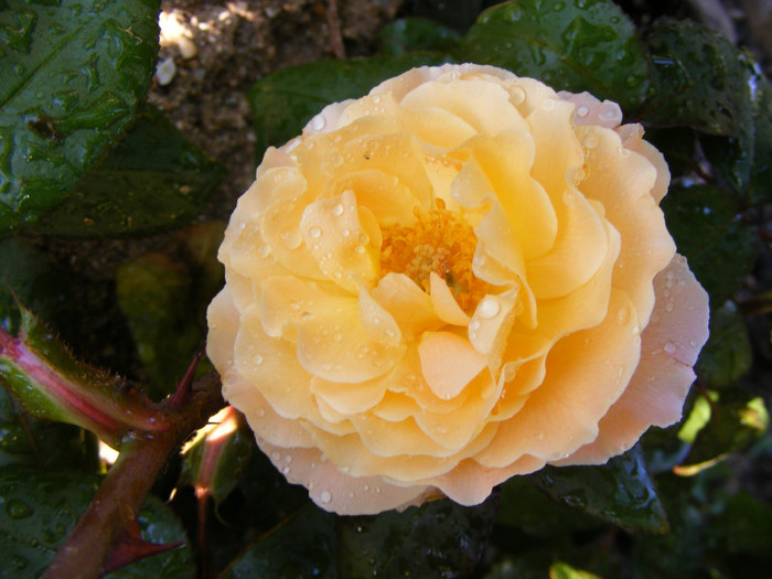 Rosemary Harkness; Theahybrid,floare medie,orange-roz,35 petale,parfum puternic(4 din 5 puncte),dulce,h o,75-1m
