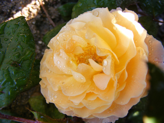 Rosemary Harkness; Theahybrid,floare medie,orange-roz,35 petale,parfum puternic(4 din 5 puncte),dulce,h o,75-1m
