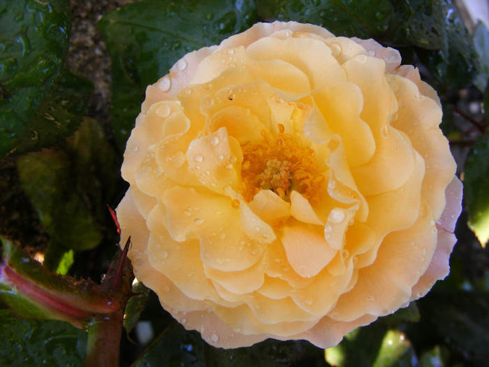 Rosemary Harkness; Theahybrid,floare medie,orange-roz,35 petale,parfum puternic(4 din 5 puncte),dulce,h o,75-1m
