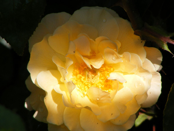 Rosemary Harkness; Theahybrid,floare medie,orange-roz,35 petale,parfum puternic(4 din 5 puncte),dulce,h o,75-1m
