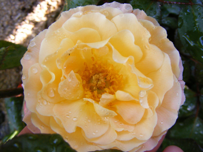 Rosemary Harkness; Theahybrid,floare medie,orange-roz,35 petale,parfum puternic(4 din 5 puncte),dulce,h o,75-1m
