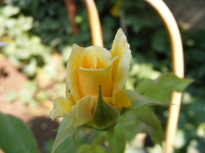 Sophia Renaissance (Solo Mio); Theahybrid,arbust,floare mare,peste 41 petale,infloreste in ciorchini,parfum mediu(2-3 din 5 puncte)
 Sophia Renaissance (Solo Mio); Theahybrid,arbust,floare mare,peste 41 petale,infloreste in ciorchini,parfum mediu(2-3 din 5 puncte)