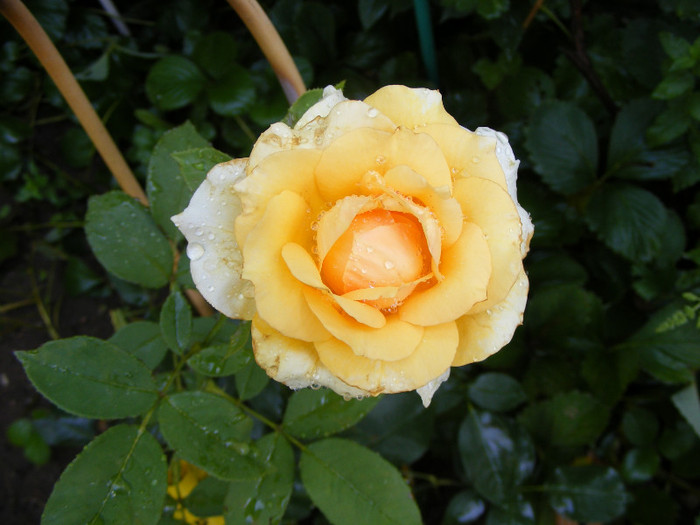 Sophia Renaissance (Solo Mio); Theahybrid,arbust,floare mare,peste 41 petale,infloreste in ciorchini,parfum mediu(2-3 din 5 puncte)
 Sophia Renaissance (Solo Mio); Theahybrid,arbust,floare mare,peste 41 petale,infloreste in ciorchini,parfum mediu(2-3 din 5 puncte)