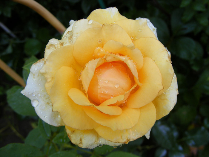 Sophia Renaissance (Solo Mio); Theahybrid,arbust,floare mare,peste 41 petale,infloreste in ciorchini,parfum mediu(2-3 din 5 puncte)
 Sophia Renaissance (Solo Mio); Theahybrid,arbust,floare mare,peste 41 petale,infloreste in ciorchini,parfum mediu(2-3 din 5 puncte)