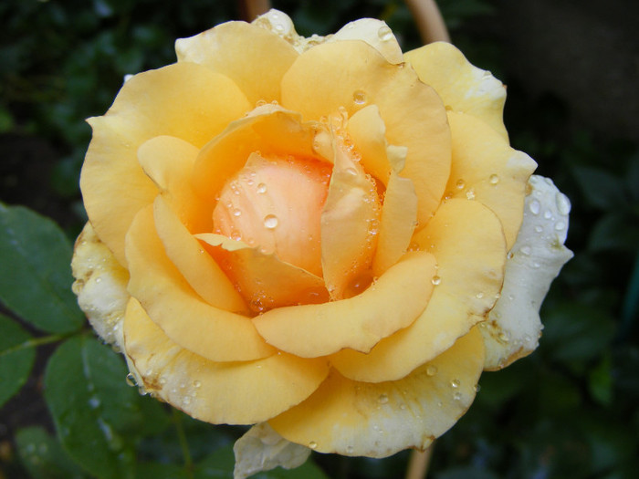 Sophia Renaissance (Solo Mio); Theahybrid,arbust,floare mare,peste 41 petale,infloreste in ciorchini,parfum mediu(2-3 din 5 puncte)
 Sophia Renaissance (Solo Mio); Theahybrid,arbust,floare mare,peste 41 petale,infloreste in ciorchini,parfum mediu(2-3 din 5 puncte)