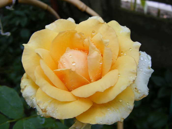 Sophia Renaissance (Solo Mio); Theahybrid,arbust,floare mare,peste 41 petale,infloreste in ciorchini,parfum mediu(2-3 din 5 puncte)
 Sophia Renaissance (Solo Mio); Theahybrid,arbust,floare mare,peste 41 petale,infloreste in ciorchini,parfum mediu(2-3 din 5 puncte)