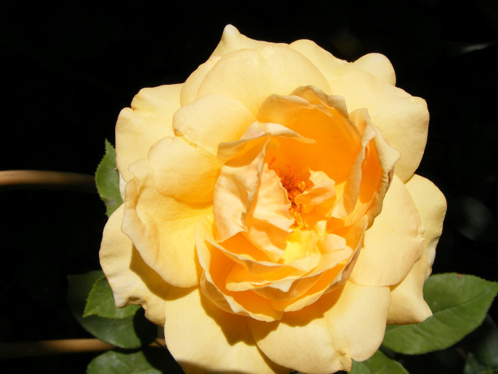 Sophia Renaissance (Solo Mio); Theahybrid,arbust,floare mare,peste 41 petale,infloreste in ciorchini,parfum mediu(2-3 din 5 puncte)
 Sophia Renaissance (Solo Mio); Theahybrid,arbust,floare mare,peste 41 petale,infloreste in ciorchini,parfum mediu(2-3 din 5 puncte)