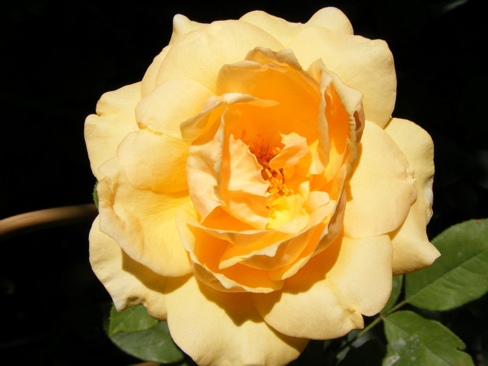 Sophia Renaissance (Solo Mio); Theahybrid,arbust,floare mare,peste 41 petale,infloreste in ciorchini,parfum mediu(2-3 din 5 puncte)
 Sophia Renaissance (Solo Mio); Theahybrid,arbust,floare mare,peste 41 petale,infloreste in ciorchini,parfum mediu(2-3 din 5 puncte)