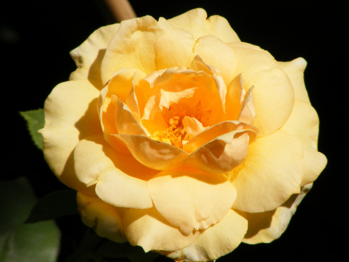 Sophia Renaissance (Solo Mio); Theahybrid,arbust,floare mare,peste 41 petale,infloreste in ciorchini,parfum mediu(2-3 din 5 puncte)
 Sophia Renaissance (Solo Mio); Theahybrid,arbust,floare mare,peste 41 petale,infloreste in ciorchini,parfum mediu(2-3 din 5 puncte)