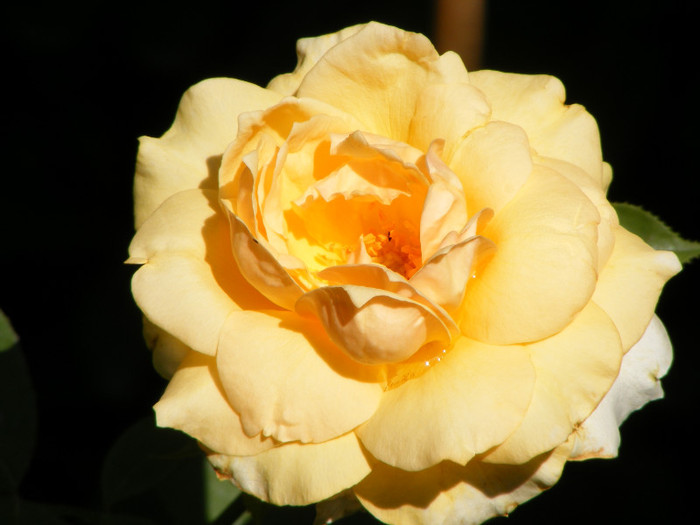Sophia Renaissance (Solo Mio); Theahybrid,arbust,floare mare,peste 41 petale,infloreste in ciorchini,parfum mediu(2-3 din 5 puncte)
 Sophia Renaissance (Solo Mio); Theahybrid,arbust,floare mare,peste 41 petale,infloreste in ciorchini,parfum mediu(2-3 din 5 puncte)