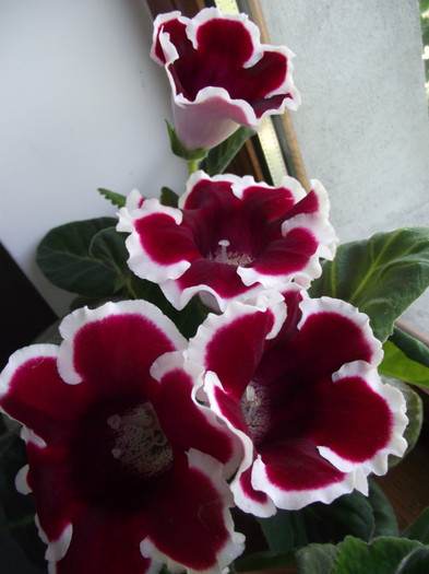 gloxinie rosie - vara