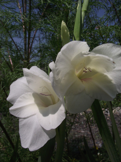 gladiola alba - vara