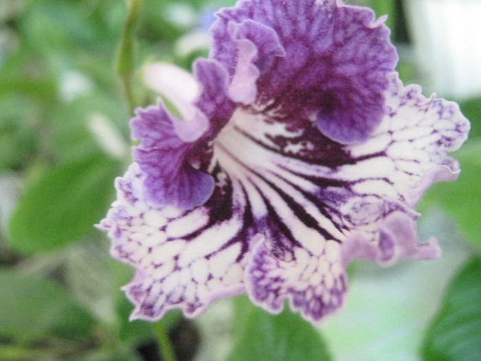  - streptocarpus CF Giselle