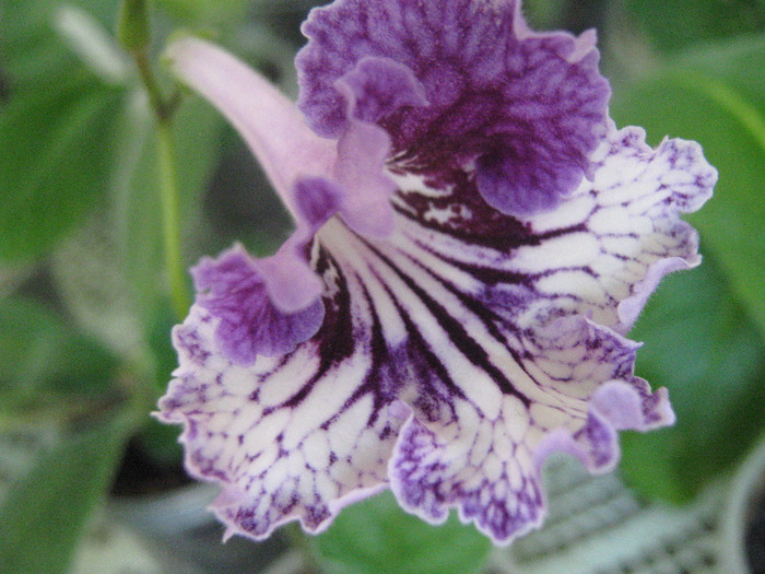  - streptocarpus CF Giselle