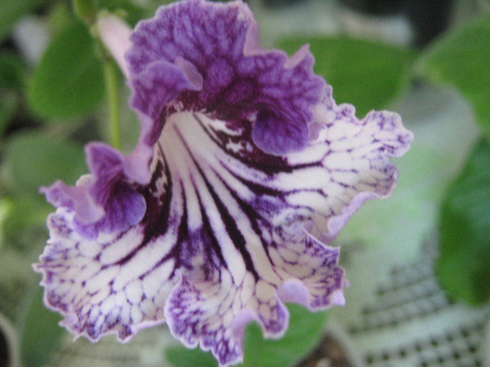  - streptocarpus CF Giselle