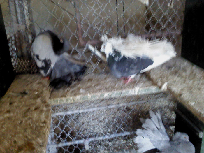 pereche - 8 porumbeii 15 iulie 2011