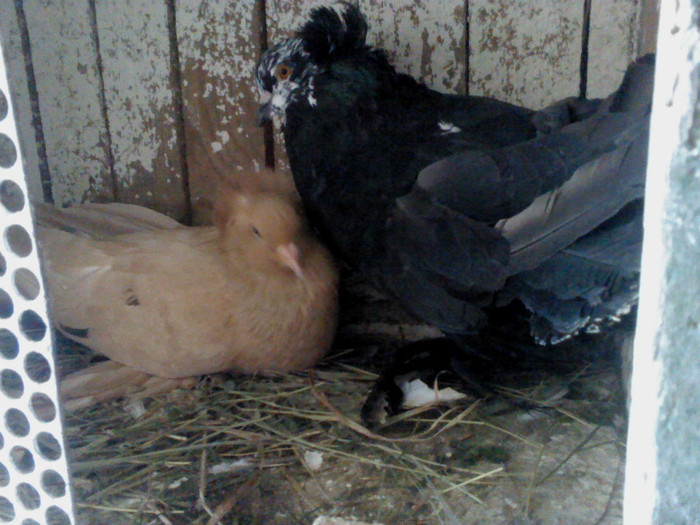 galbena negru - 8 porumbeii 15 iulie 2011