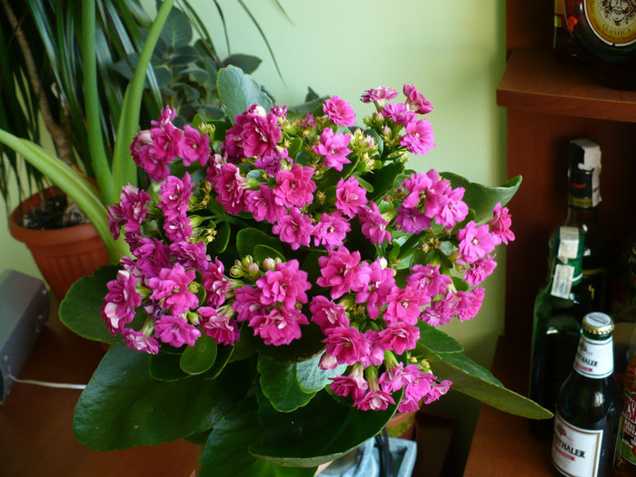 P1340787 - Kalanchoe