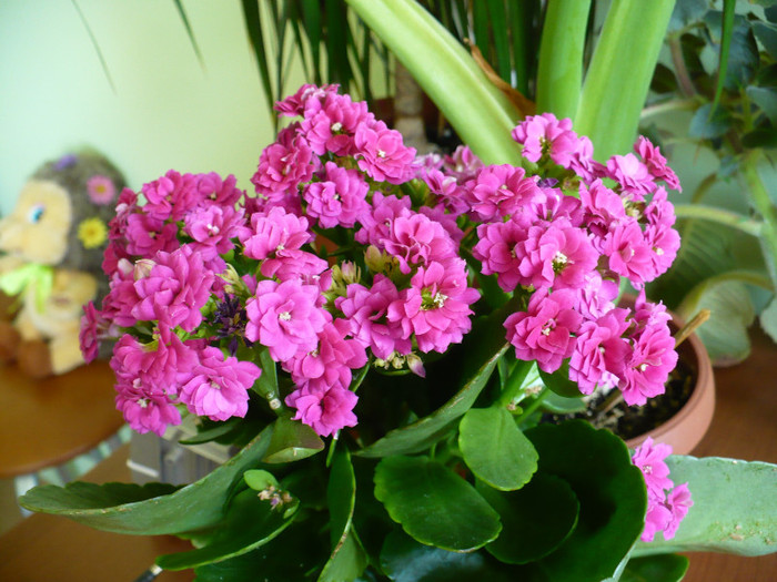 P1340833 - Kalanchoe