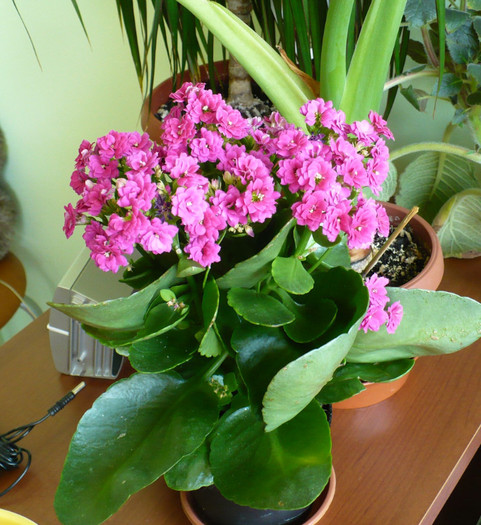 P1340834 - Kalanchoe