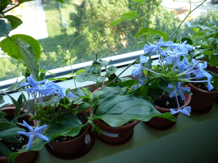 13 iulie - Plumbago 2011