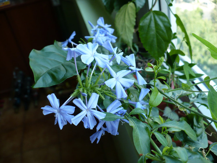 P1340852 - Plumbago 2011