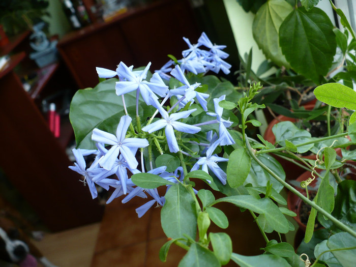 14 iulie - Plumbago 2011