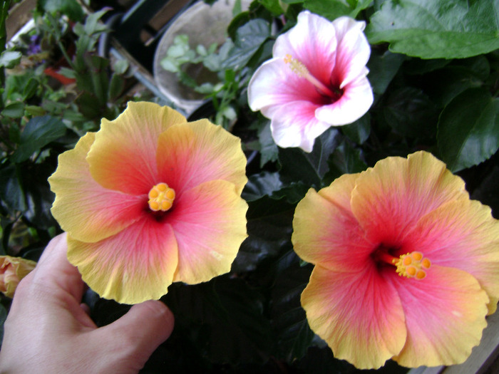 DSC07089 - hibiscus 2011