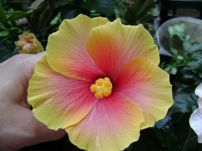 DSC07090 - hibiscus 2011