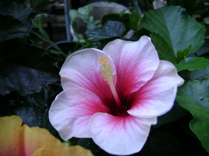 DSC07092 - hibiscus 2011