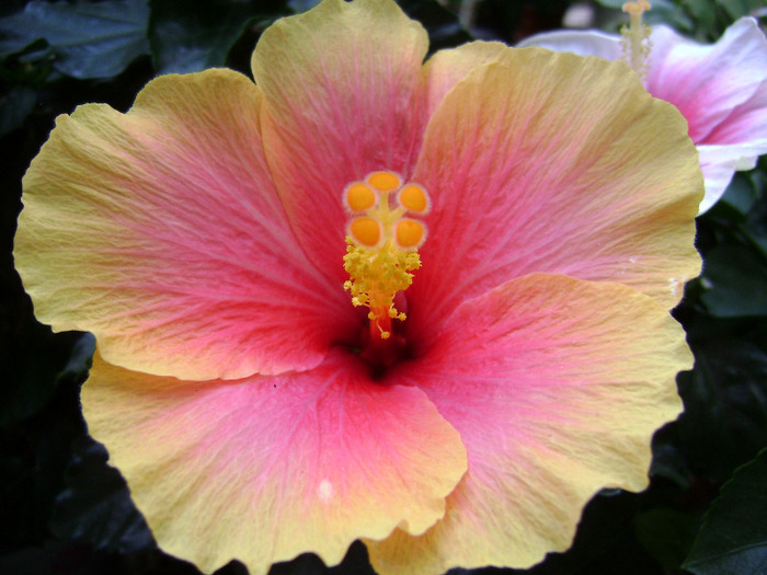 DSC07096 - hibiscus 2011