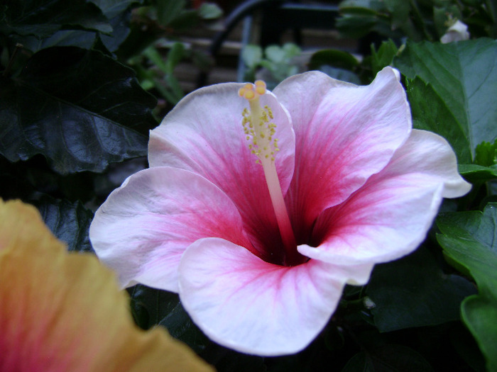 DSC07097 - hibiscus 2011