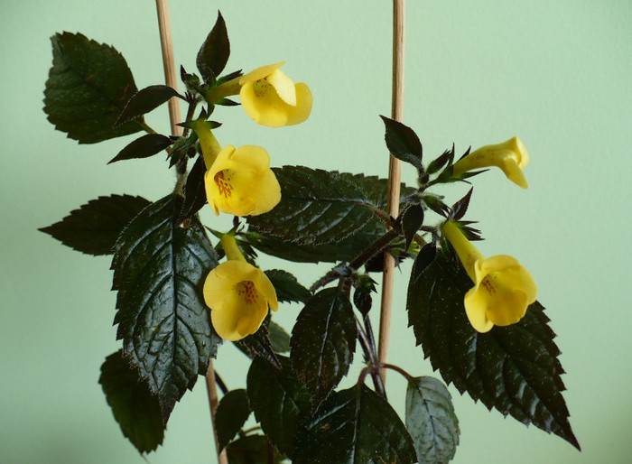 Yellow Beauty - Achimenes 2011