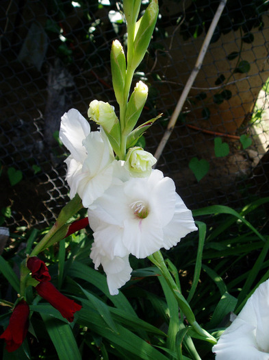 P1010018 - Au inflorit