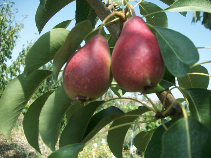 rezultate 2011 036 - rezultate 2011