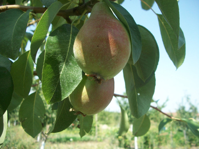 rezultate 2011 033 - rezultate 2011