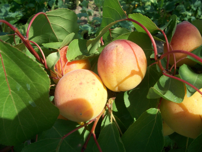 rezultate 2011 030 - rezultate 2011