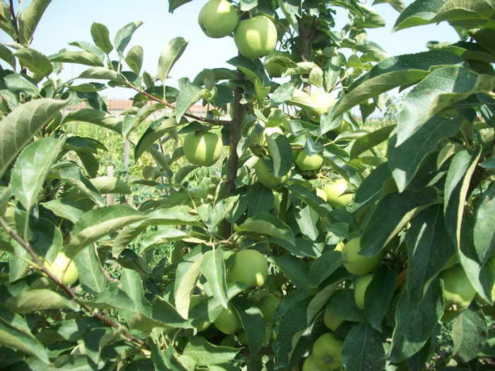 rezultate 2011 027 - rezultate 2011