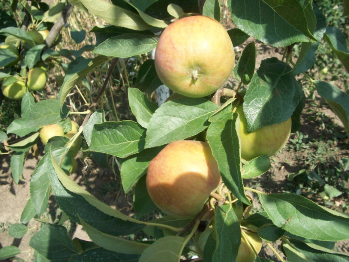 rezultate 2011 026 - rezultate 2011