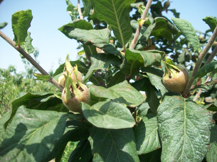 mosmon - rezultate 2011